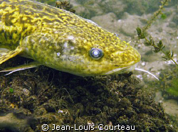 "Blind Lolita"
A fine specimen of burbot found last summ... by Jean-Louis Courteau 